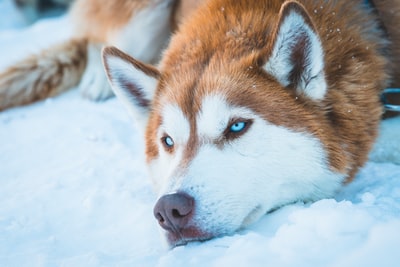 棕色和白色西伯利亚哈士奇犬